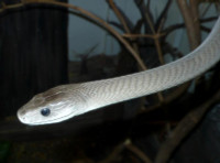 Điểm tên những loài động vật có nọc độc nhất hành tinh