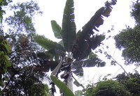 Vùng đất của những cây chuối khổng lồ