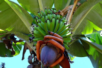 Vùng đất của những cây chuối khổng lồ