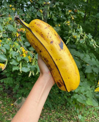 Vùng đất của những cây chuối khổng lồ