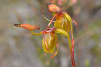 Loài lan quý hiếm giống như vịt đang bay