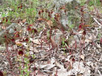 Loài lan quý hiếm giống như vịt đang bay