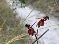 Loài lan quý hiếm giống như vịt đang bay