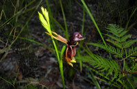 Loài lan quý hiếm giống như vịt đang bay