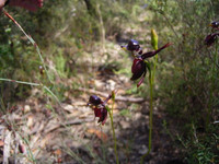 Loài lan quý hiếm giống như vịt đang bay