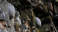 Bí ẩn vách núi 30 năm lại sinh một quả trứng đá