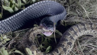Loài rắn hiền lành là “sát thủ” diệt rắn độc