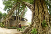 Khung cảnh làng quê đẹp thơ mộng ở Đường Lâm