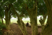 Khung cảnh làng quê đẹp thơ mộng ở Đường Lâm