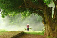 Khung cảnh làng quê đẹp thơ mộng ở Đường Lâm