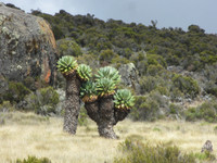 Phát hiện loài cây khổng lồ kỳ lạ mọc nơi khí hậu khắc nghiệt