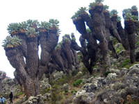 Phát hiện loài cây khổng lồ kỳ lạ mọc nơi khí hậu khắc nghiệt