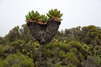 Phát hiện loài cây khổng lồ kỳ lạ mọc nơi khí hậu khắc nghiệt