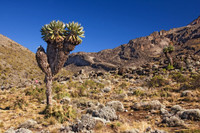 Phát hiện loài cây khổng lồ kỳ lạ mọc nơi khí hậu khắc nghiệt