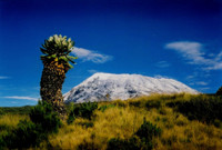 Phát hiện loài cây khổng lồ kỳ lạ mọc nơi khí hậu khắc nghiệt