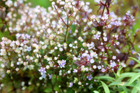 Ngắm hoa Chi Pâu ở thiên đường mây Tà Chì Nhù 