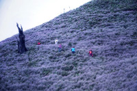 Ngắm hoa Chi Pâu ở thiên đường mây Tà Chì Nhù 