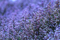 Ngắm hoa Chi Pâu ở thiên đường mây Tà Chì Nhù 