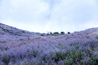 Ngắm hoa Chi Pâu ở thiên đường mây Tà Chì Nhù 