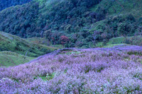 Ngắm hoa Chi Pâu ở thiên đường mây Tà Chì Nhù 