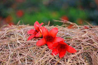 Hà Nội mùa hoa gạo 