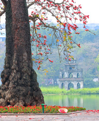 Hà Nội mùa hoa gạo 