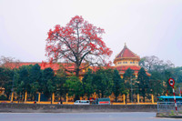 Hà Nội mùa hoa gạo 