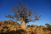 8 sự thật thú vị về loài cây kỳ lạ nhất trên Trái đất