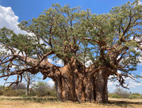 8 sự thật thú vị về loài cây kỳ lạ nhất trên Trái đất