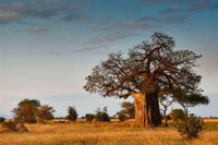 8 sự thật thú vị về loài cây kỳ lạ nhất trên Trái đất