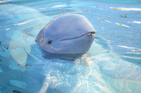 Một số loài sinh vật kỳ dị nhất thế giới