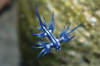 Một số loài sinh vật kỳ dị nhất thế giới