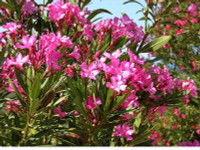 Điểm tên những loài cây nguy hiểm nhất thế giới