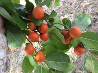 Điểm tên những loài cây nguy hiểm nhất thế giới