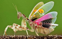 Những loài côn trùng kỳ lạ nhất được phát hiện 