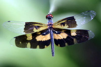 Những loài côn trùng kỳ lạ nhất được phát hiện 