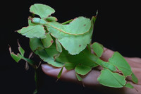 Những loài côn trùng kỳ lạ nhất được phát hiện 