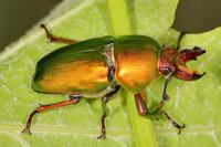 Những loài côn trùng kỳ lạ nhất được phát hiện 