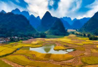 Mùa vàng Phong Nậm 