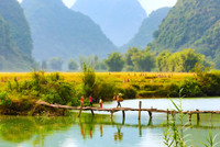 Mùa vàng Phong Nậm 