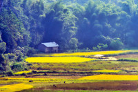 Mùa vàng Phong Nậm 