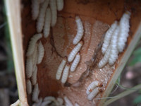 Sinh vật nhìn phát khiếp nhưng trở thành món ngon lạ lùng, chỉ có ở Tây Bắc