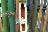 Sinh vật nhìn phát khiếp nhưng trở thành món ngon lạ lùng, chỉ có ở Tây Bắc