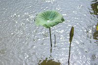 Thanh tao mùa sen đầu hạ