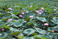 Thanh tao mùa sen đầu hạ