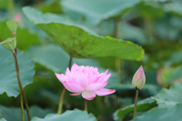 Thanh tao mùa sen đầu hạ