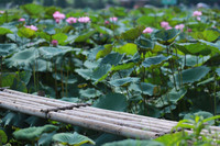 Thanh tao mùa sen đầu hạ