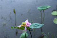 Thanh tao mùa sen đầu hạ