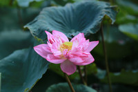 Thanh tao mùa sen đầu hạ