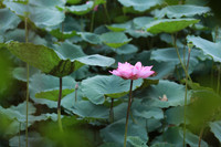 Thanh tao mùa sen đầu hạ